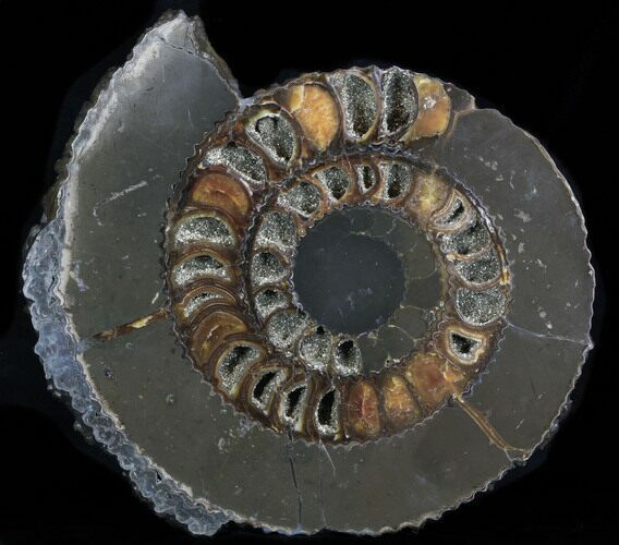 Sliced Ammonite (Speetoniceras) With Druzy Pyrite #34580